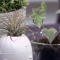 Shower Plants – S23E02